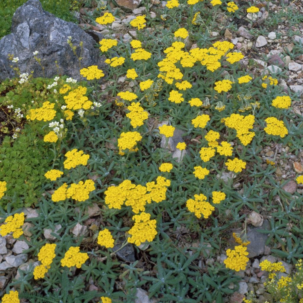 Тысячелистник Achillea tomentosa