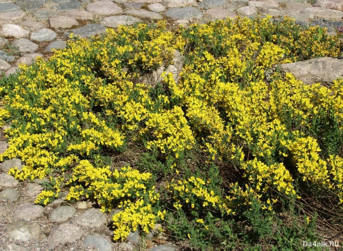 Ракитник стелющийся (Cytisus decumbens)