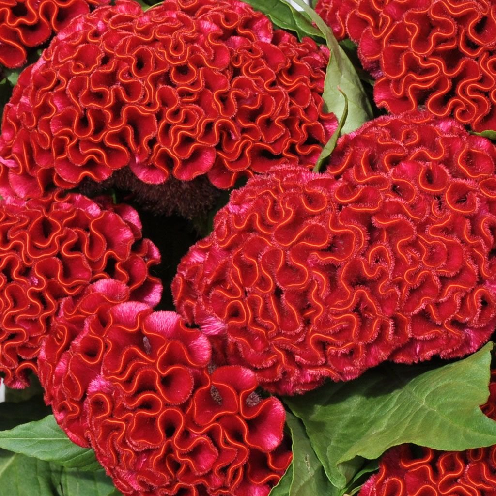 Целозия гребенчатая
