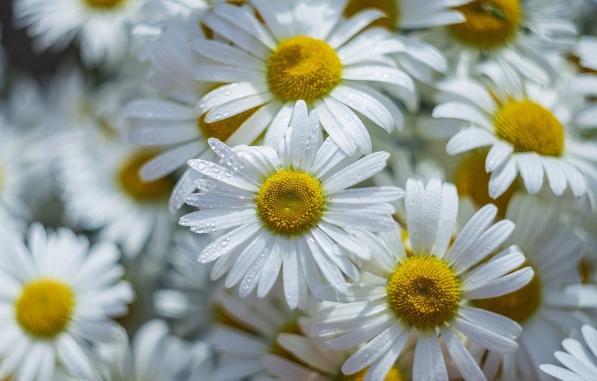 Красивые ромашки