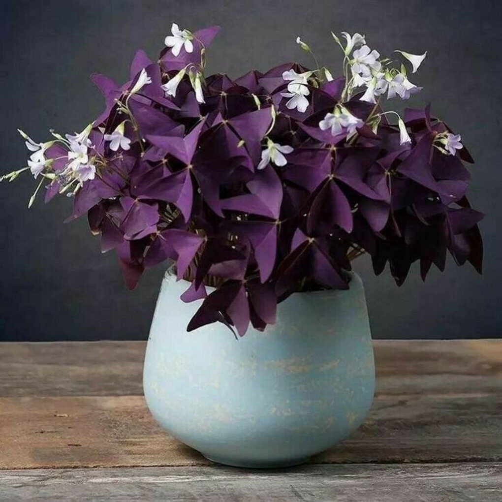 Комнатное растение с фиолетовыми цветами