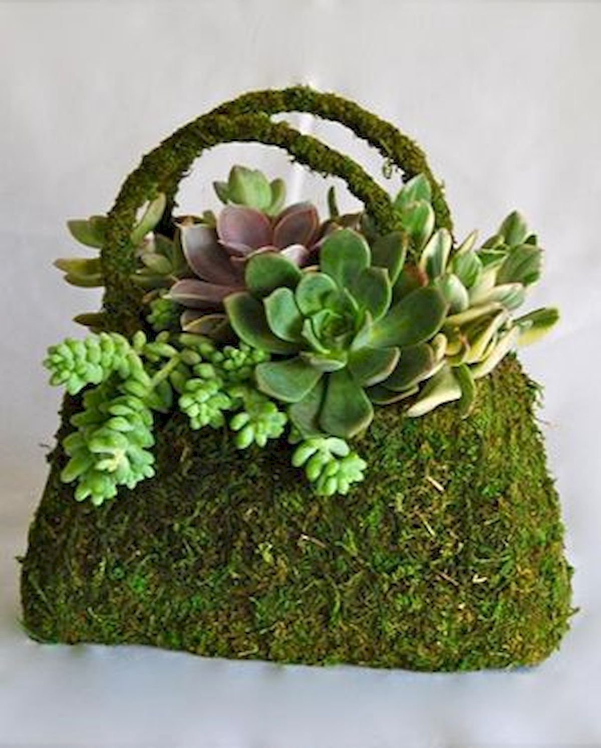 Мох и Суккуленты