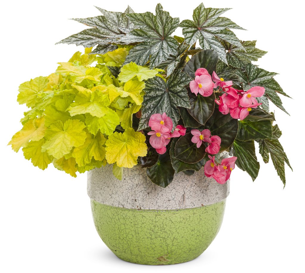 Бегония Potted Plants
