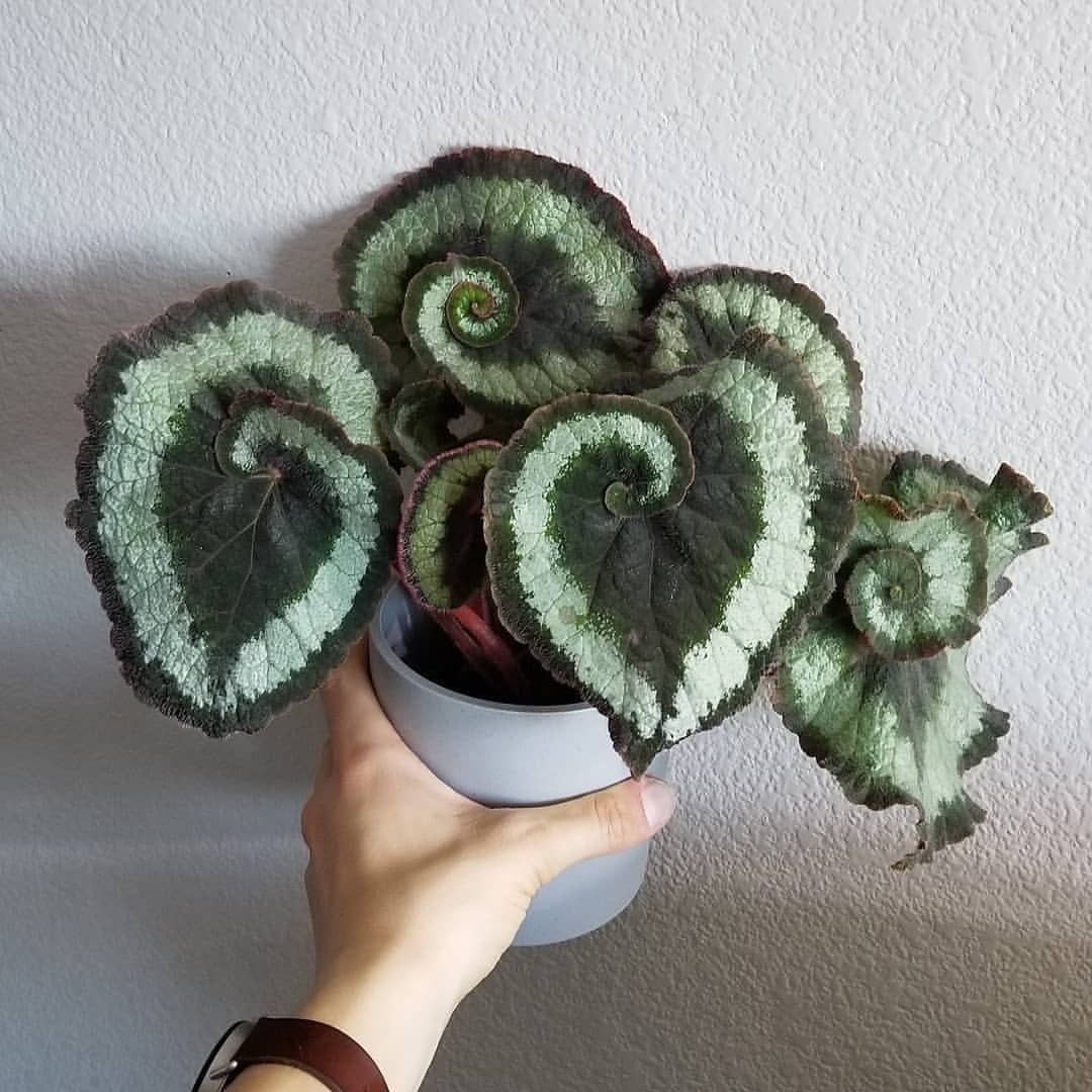 Бегония Королевская "escargot"