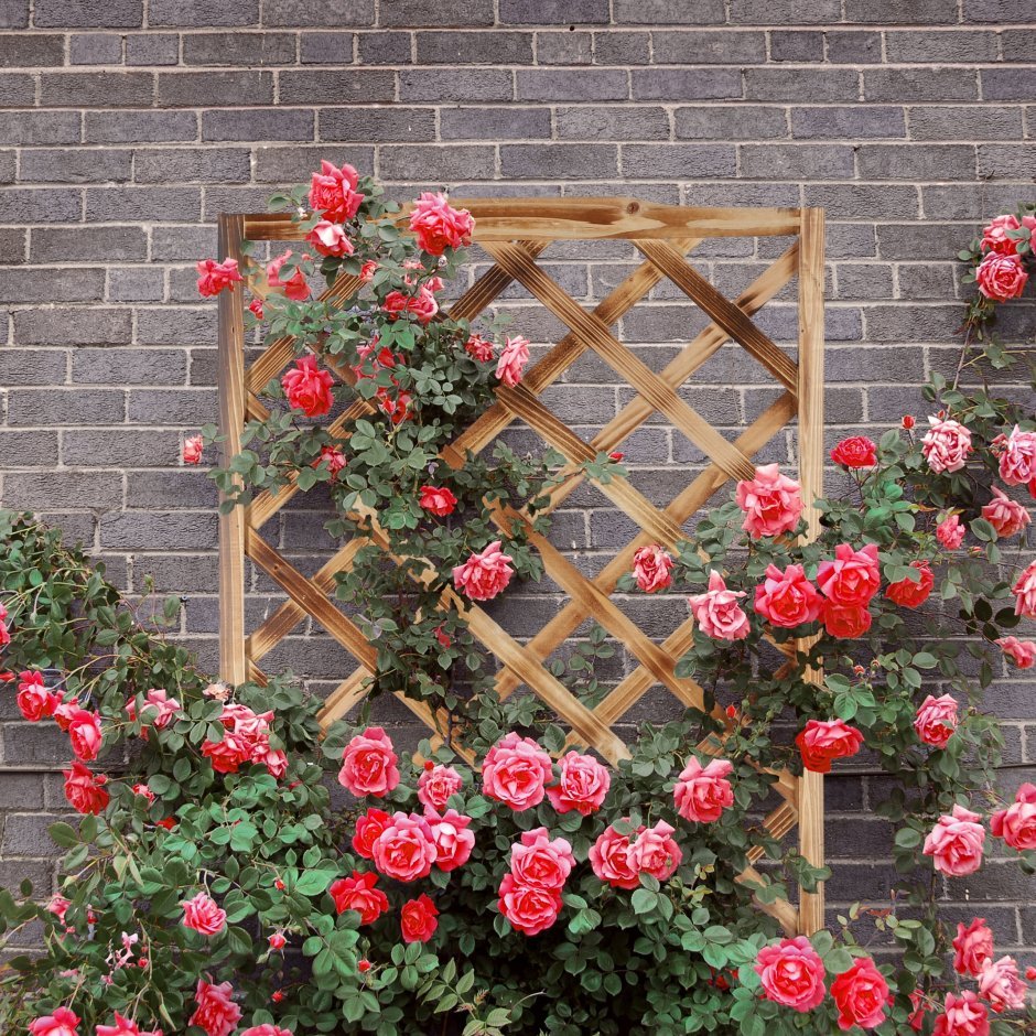 Penjacice Climber Roses Alcove