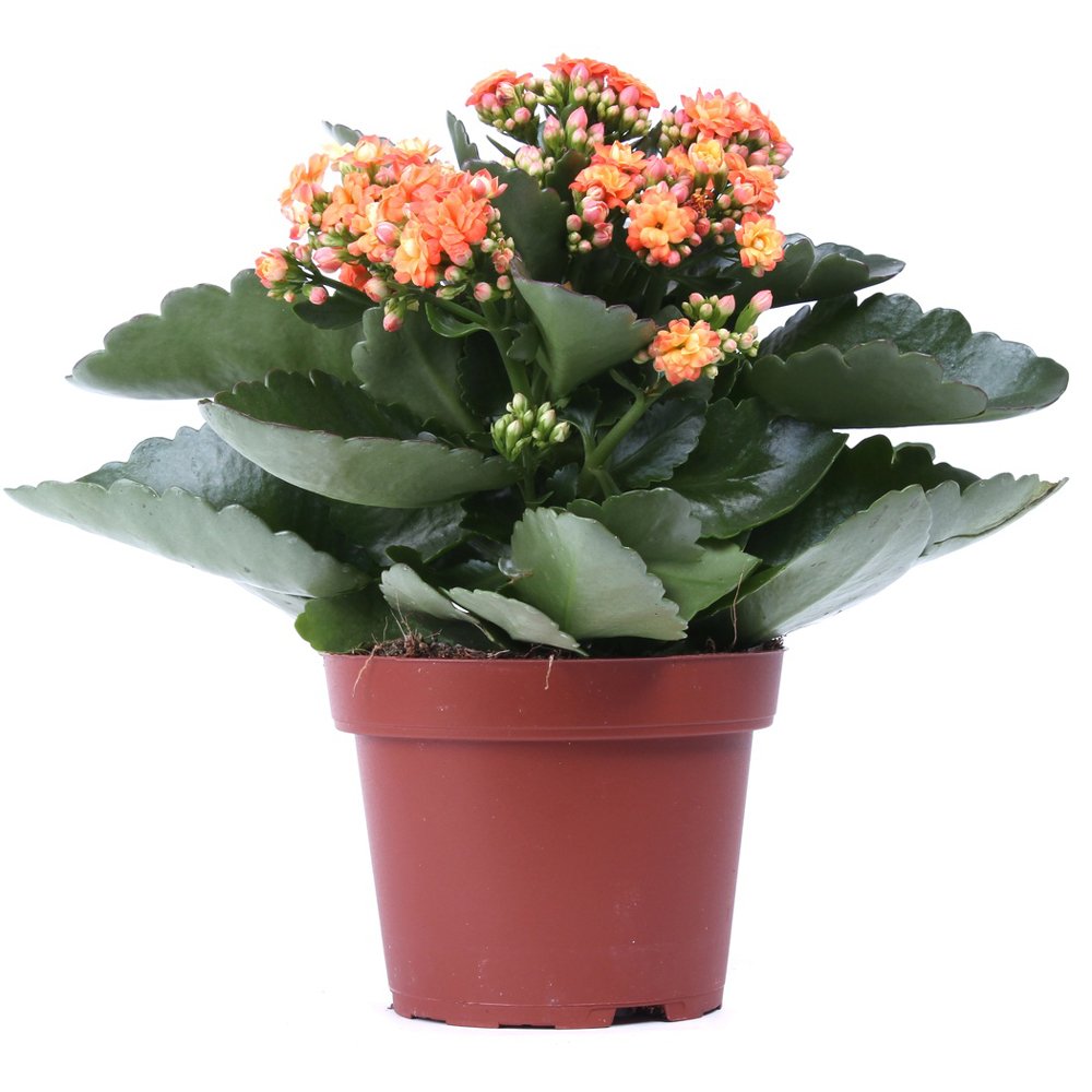Каланхоэ Вивьен (Kalanchoe Vivien)