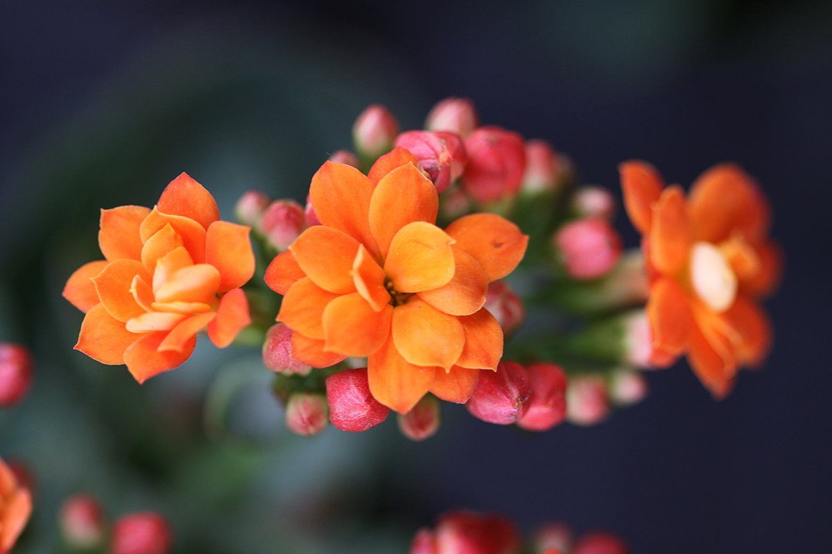 Каланхоэ Блоссфельда Kalanchoe blossfeldiana Poelln