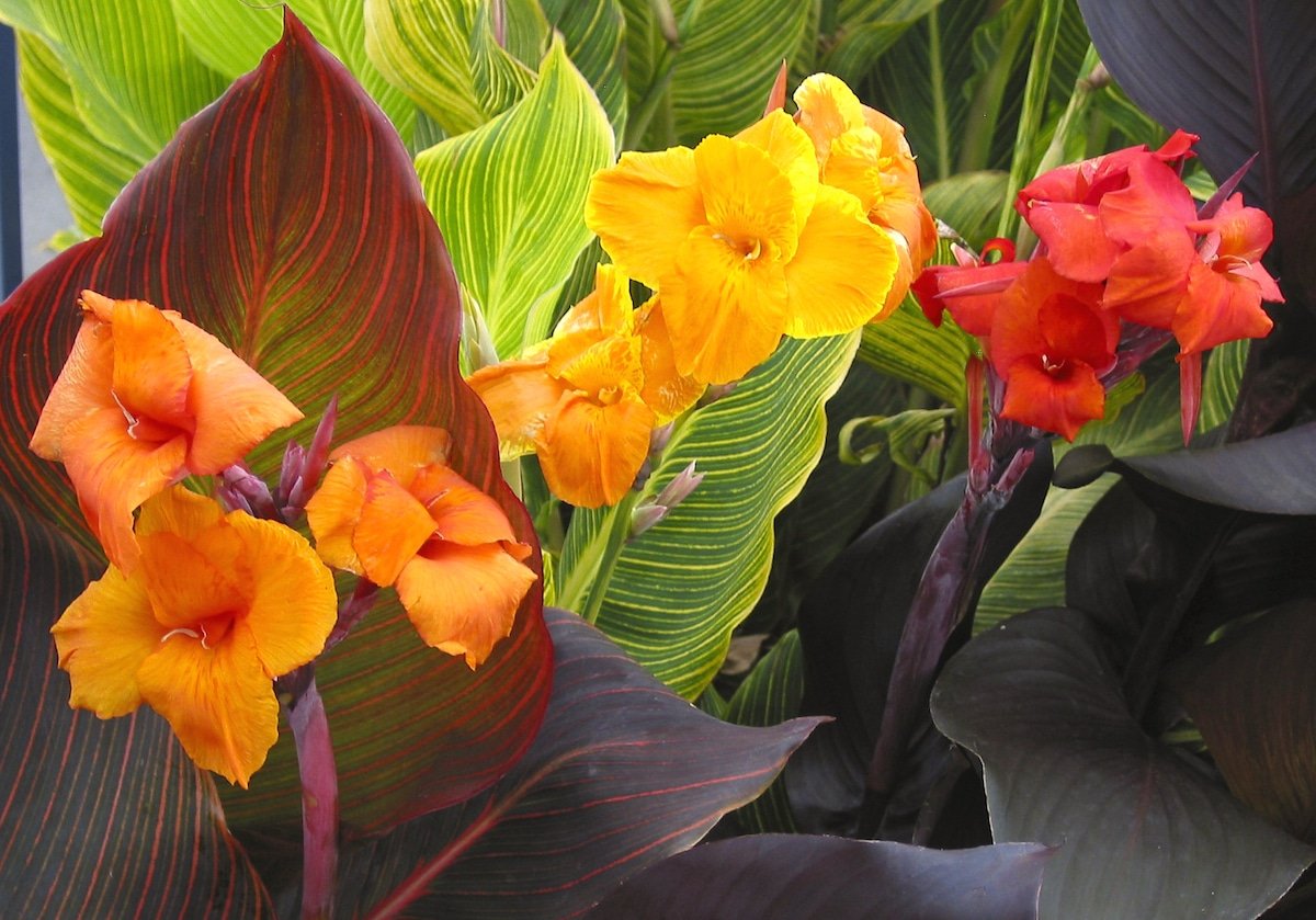Канна Tropical Yellow