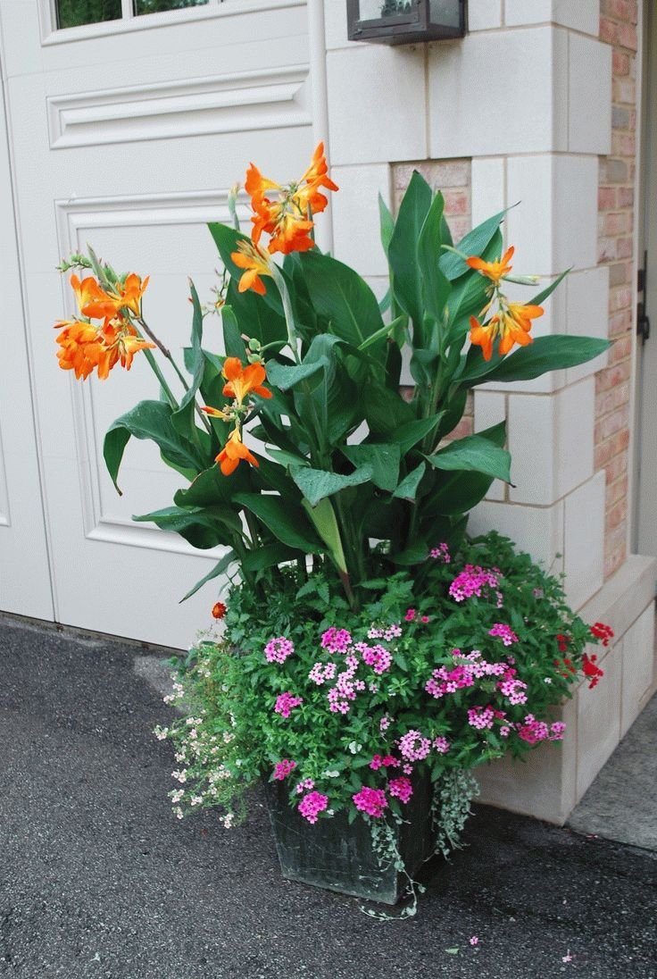 Канна горшечная (canna Happy Emily)