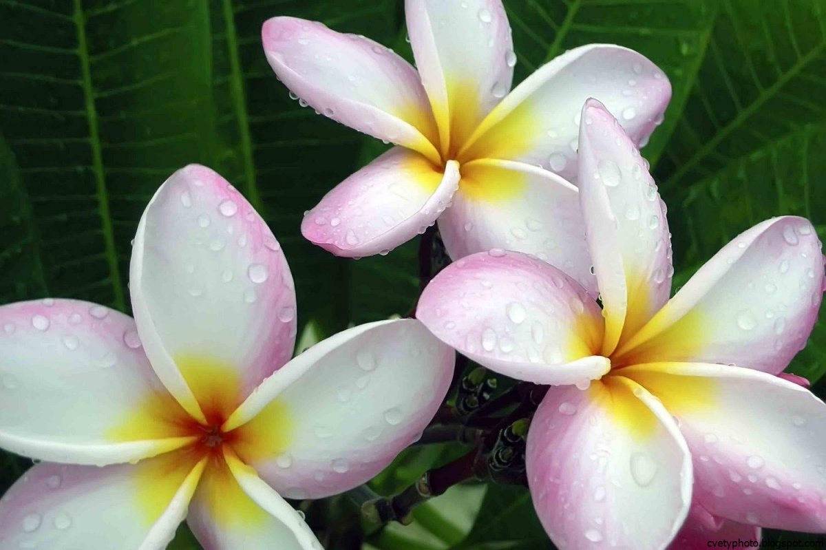 Тайские белые цветы