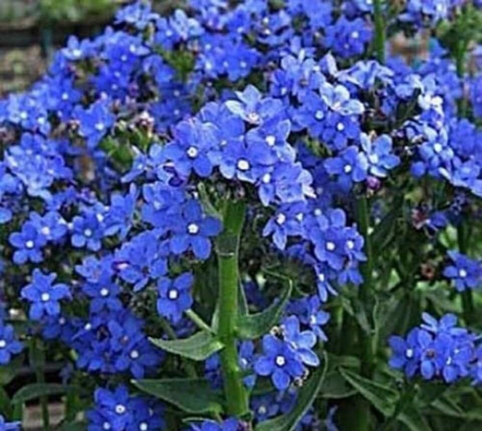 Anchusa capensis