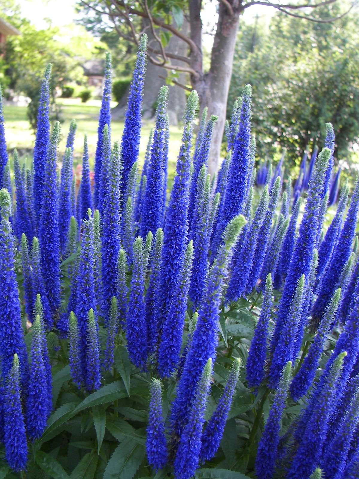 Вероника колосковая (Veronica spicata )
