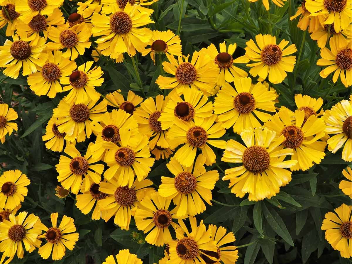 Гелениум (Helenium)