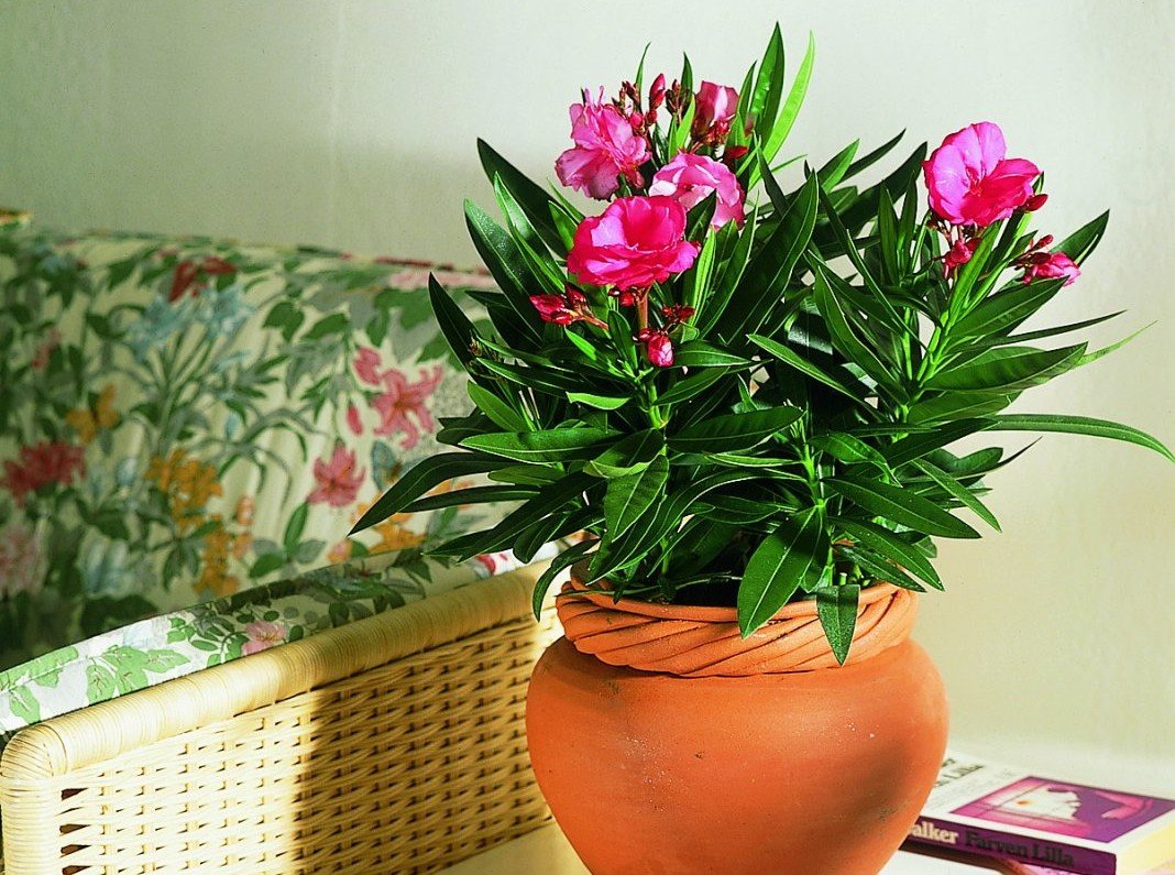 Ароматные комнатные растения и цветы