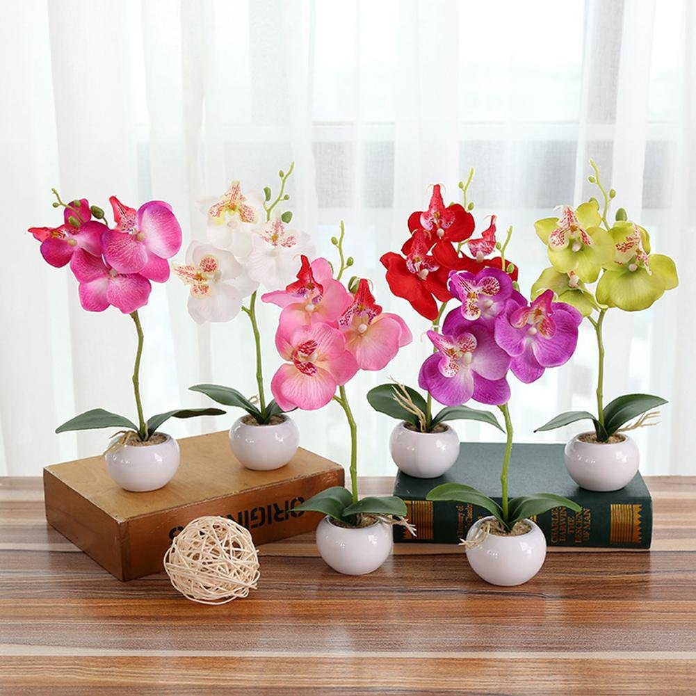 Орхидеи маленькие цветы