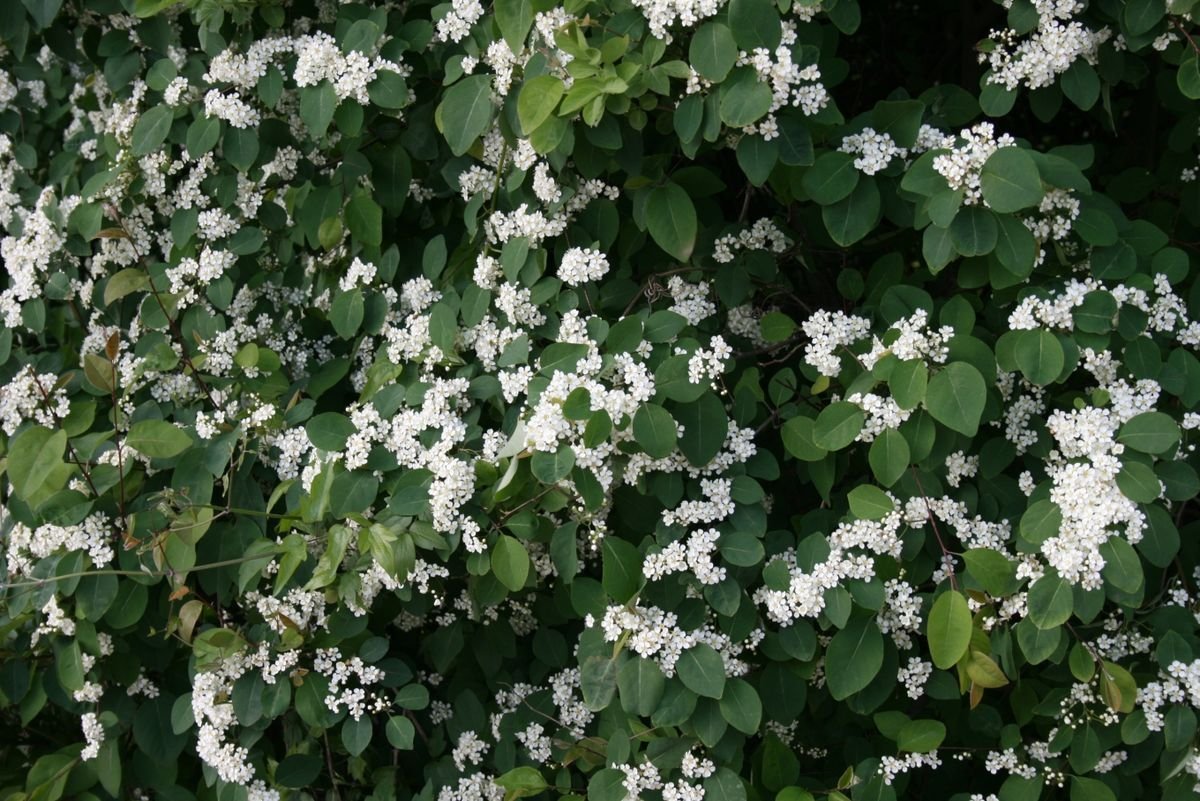 Зеленый куст с белыми цветами