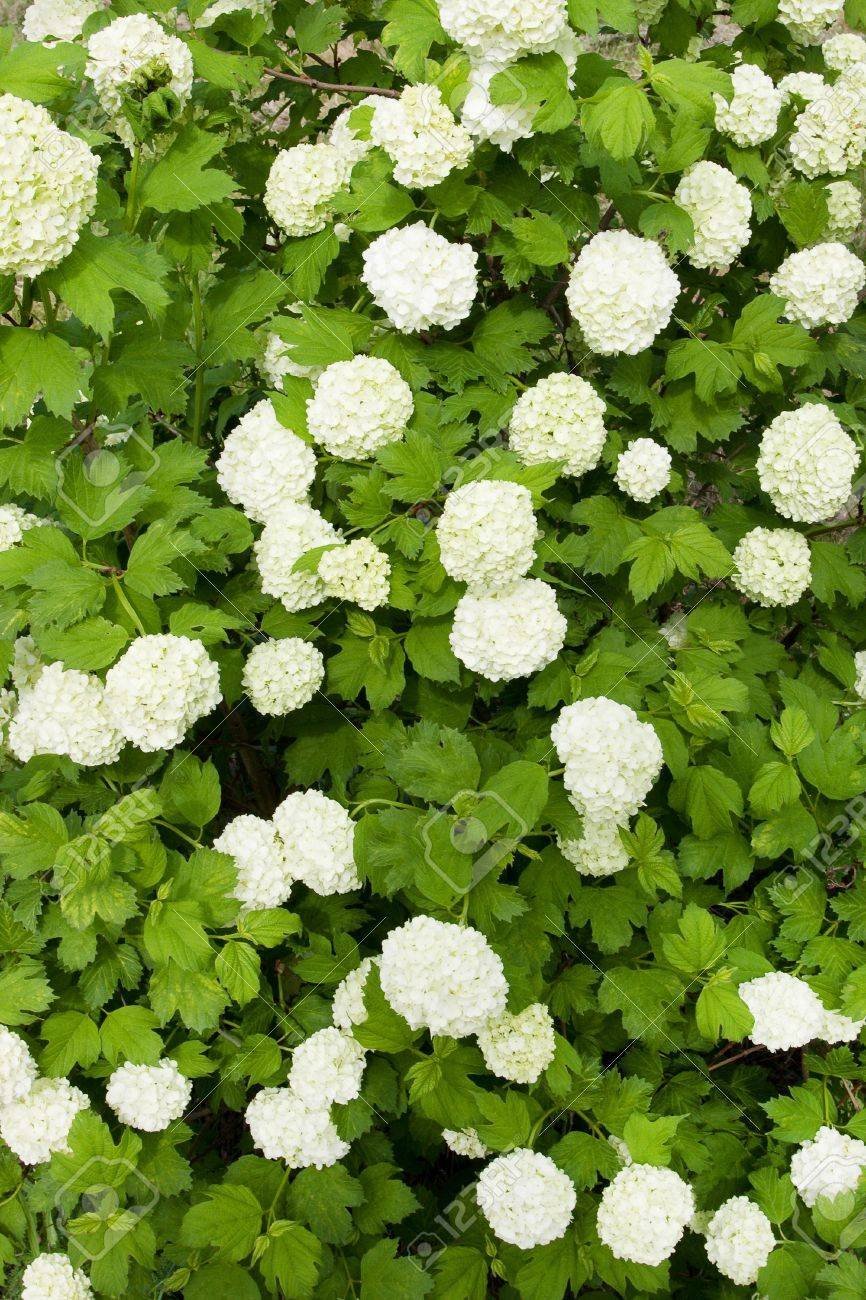 Кустарник с белыми круглыми цветами