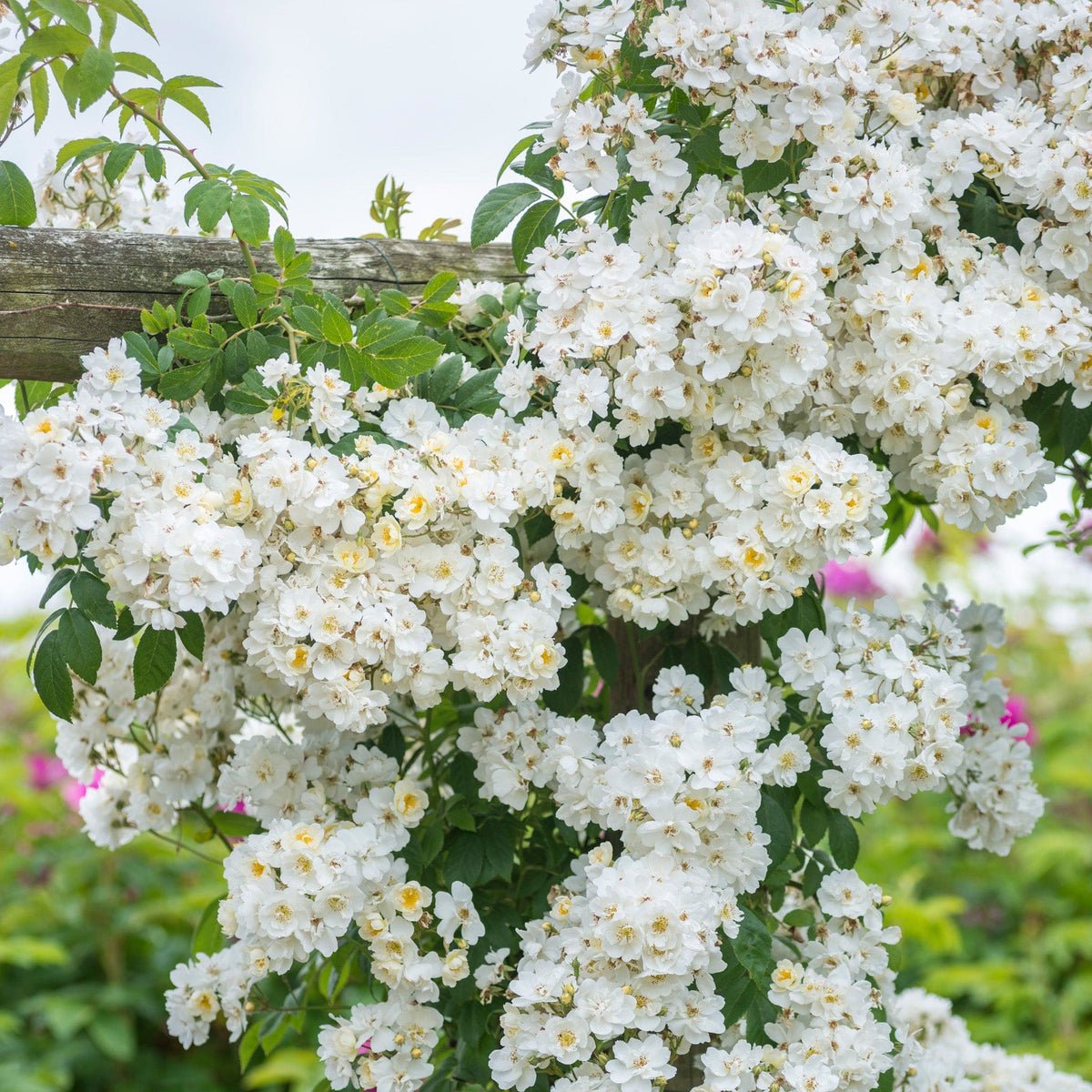 Rambling Rector роза