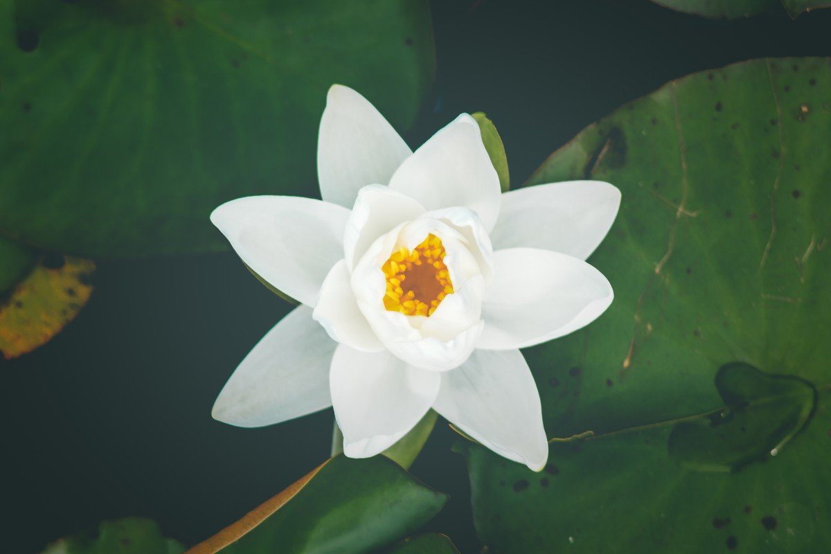 Flor Charmelia White