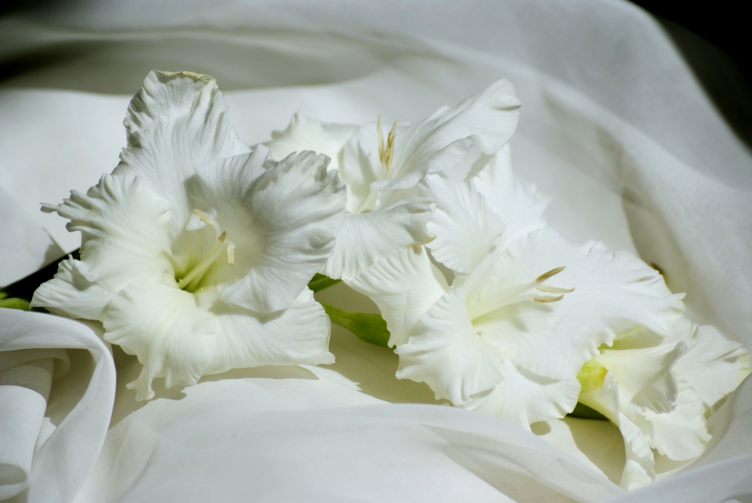 Воскресно белый. Цветы гладиолусы белые. Гладиолус белый. Гладиолус цветок. Гладиолусов букет белых белых.