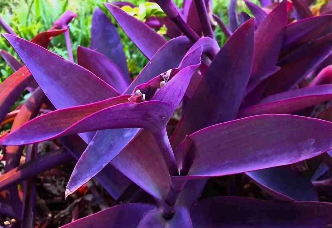 Садовые цветы с фиолетовыми листьями