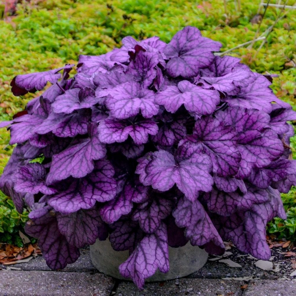 Гейхера Heuchera Wild Rose