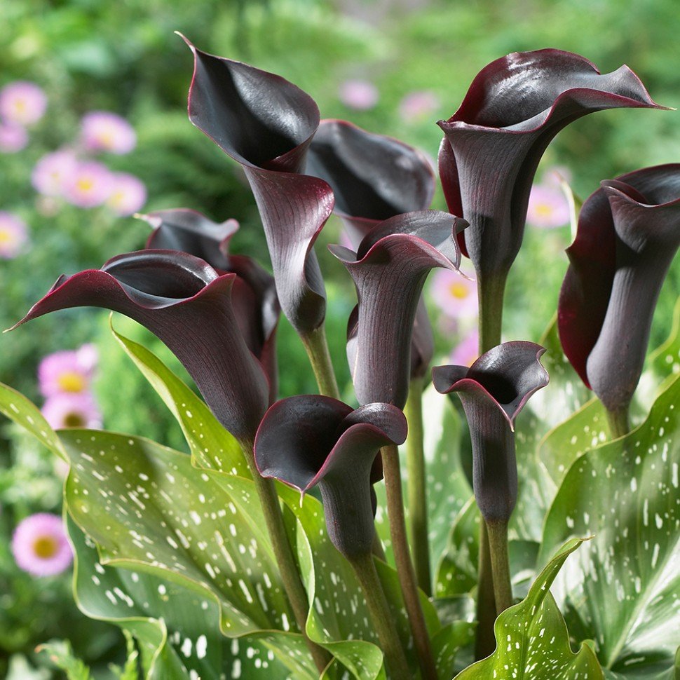 Zantedeschia Odessa Калла