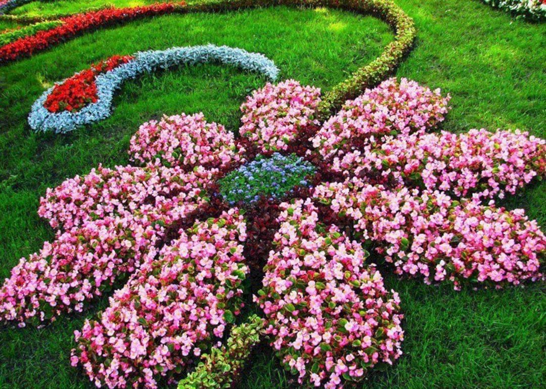 Цветы для клумбы