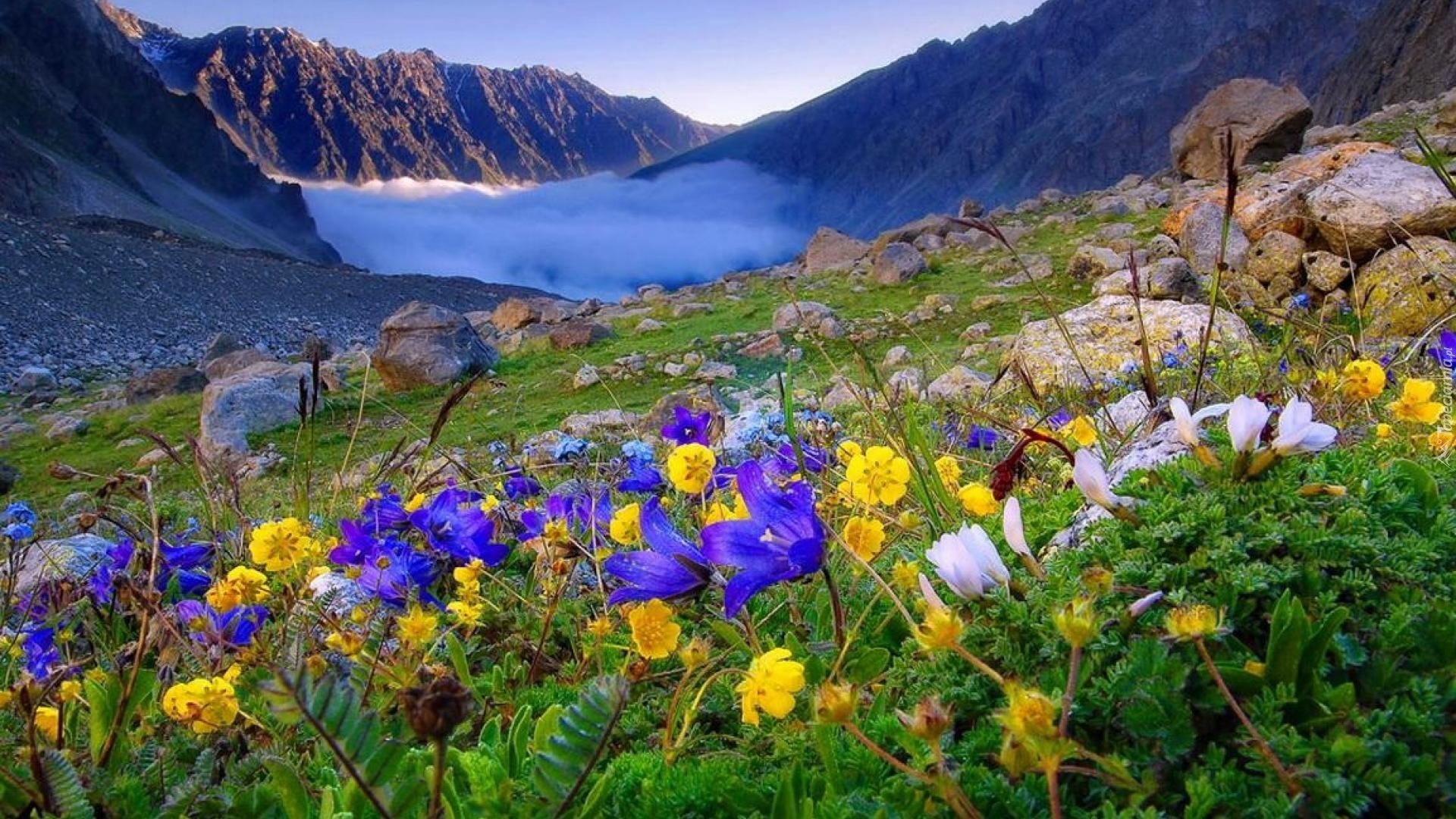 Краса долины. Альпийские Луга Абхазии, Пыв. Озеро Рица Альпийские Луга. Альпийские Луга в Абхазии в августе. Горный Алтай Альпийские Луга.