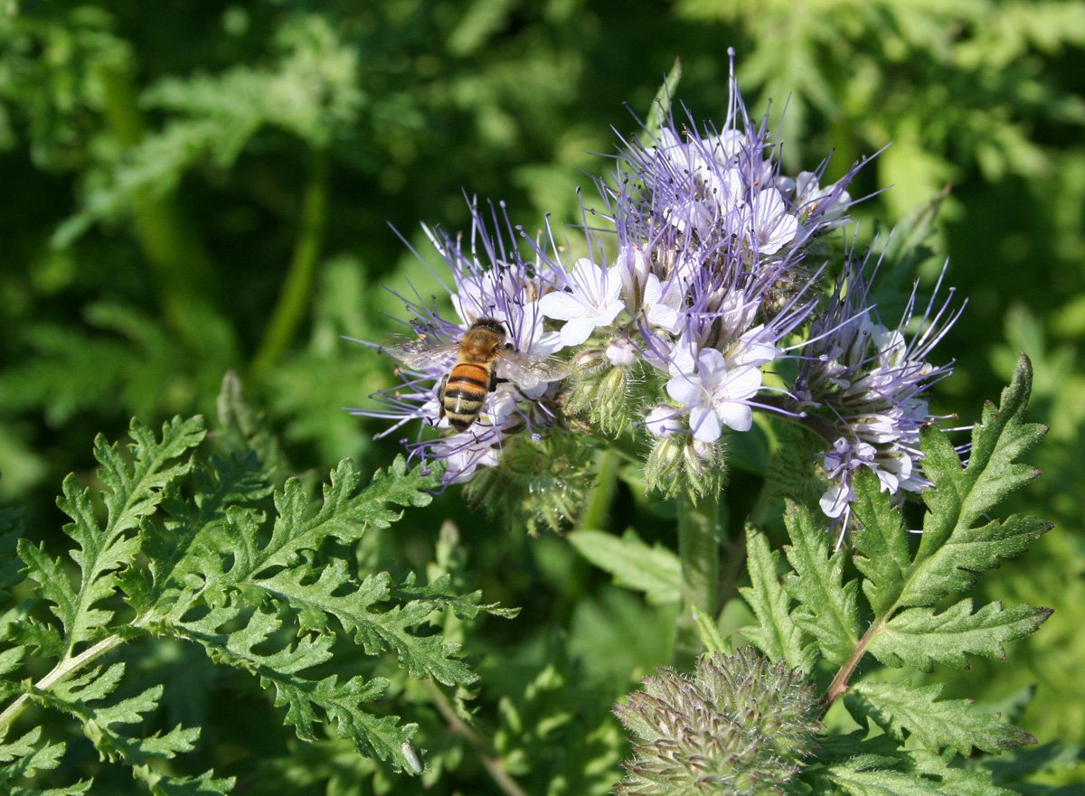 Phacelia tanacetifolia растение