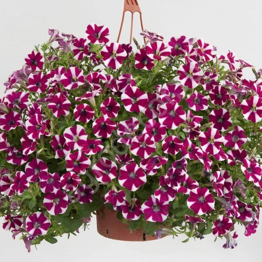 Петуния Cascadias bicolor Cabernet