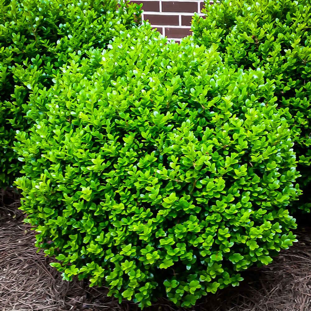Самшит вечнозеленый Buxus sempervirens