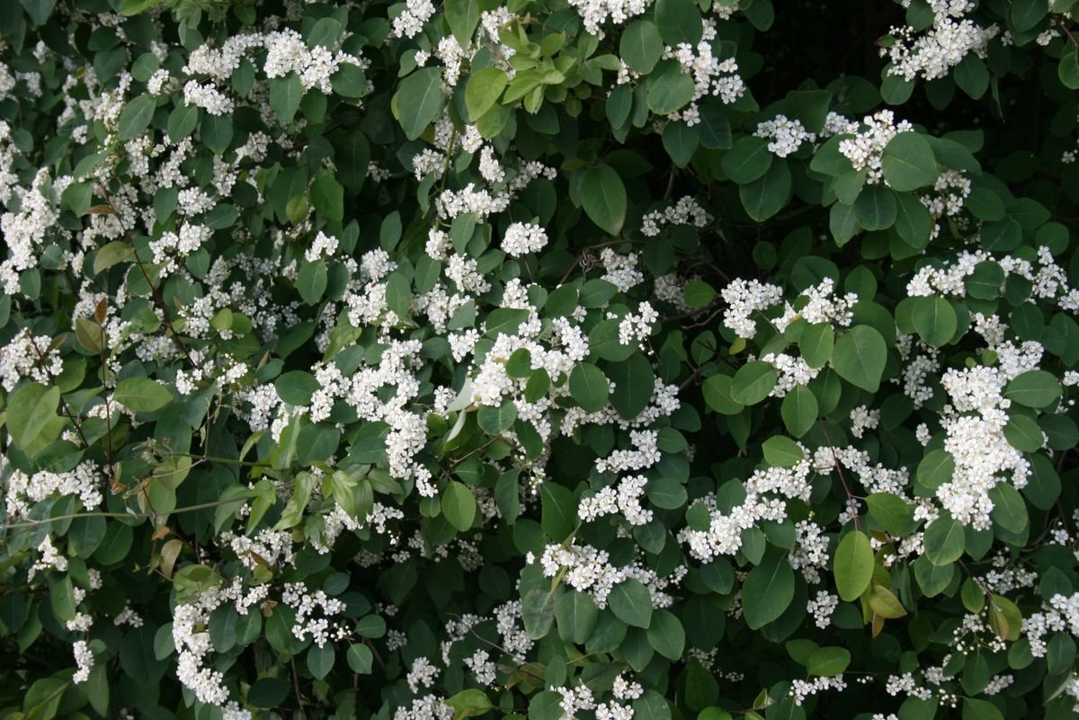 Cotoneaster multiflorus