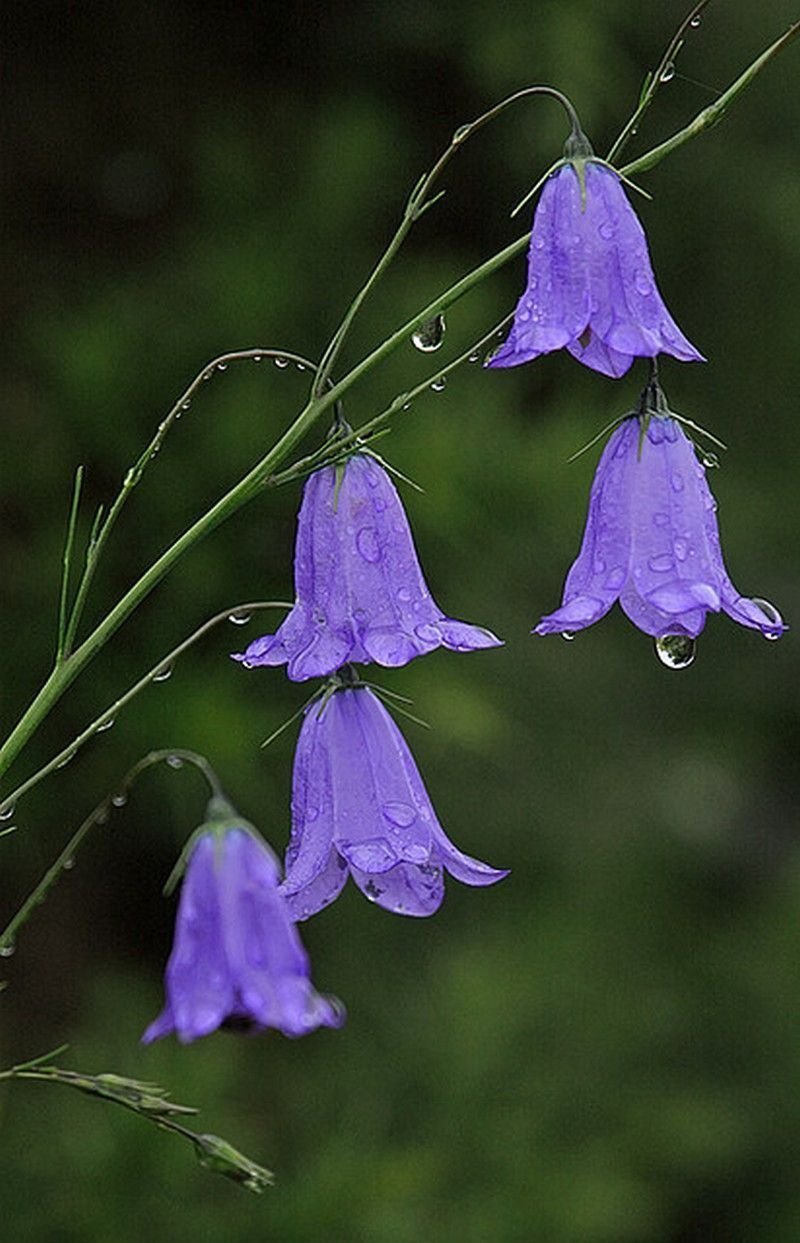 Колокольчик (Campanula Kent Belle c1)