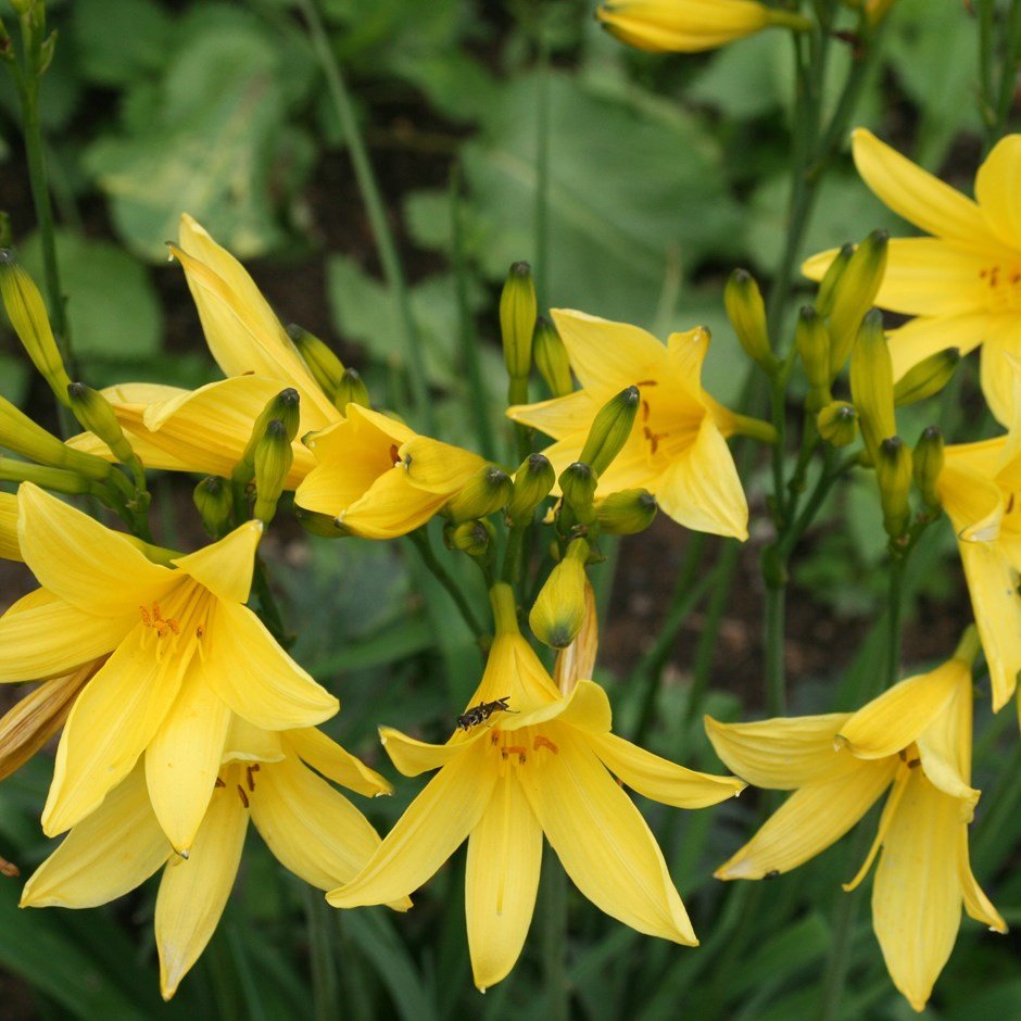 Hemerocallis lilioasphodelus