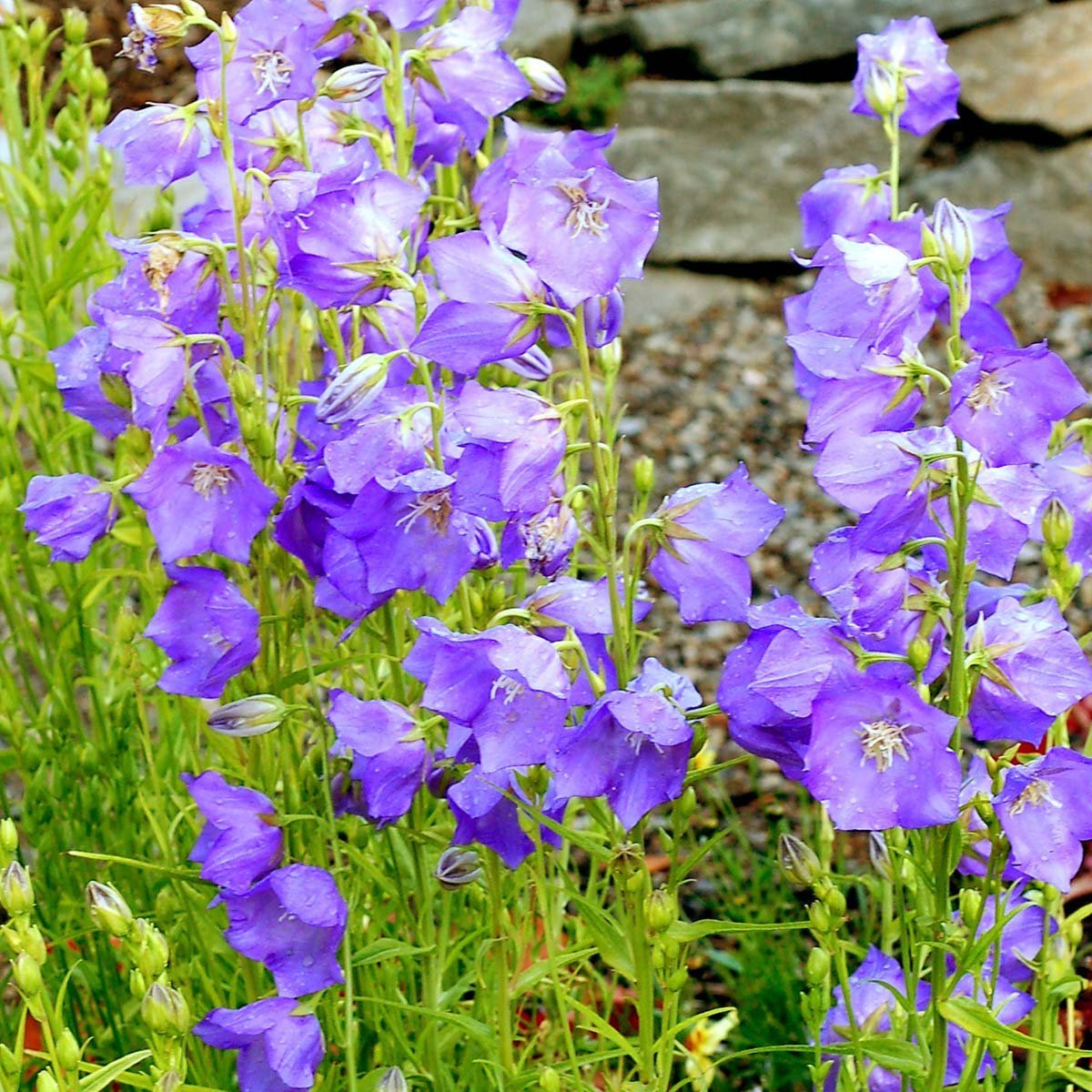 Колокольчик персиколистный (Campanula persicifolia `Takion Blue`)
