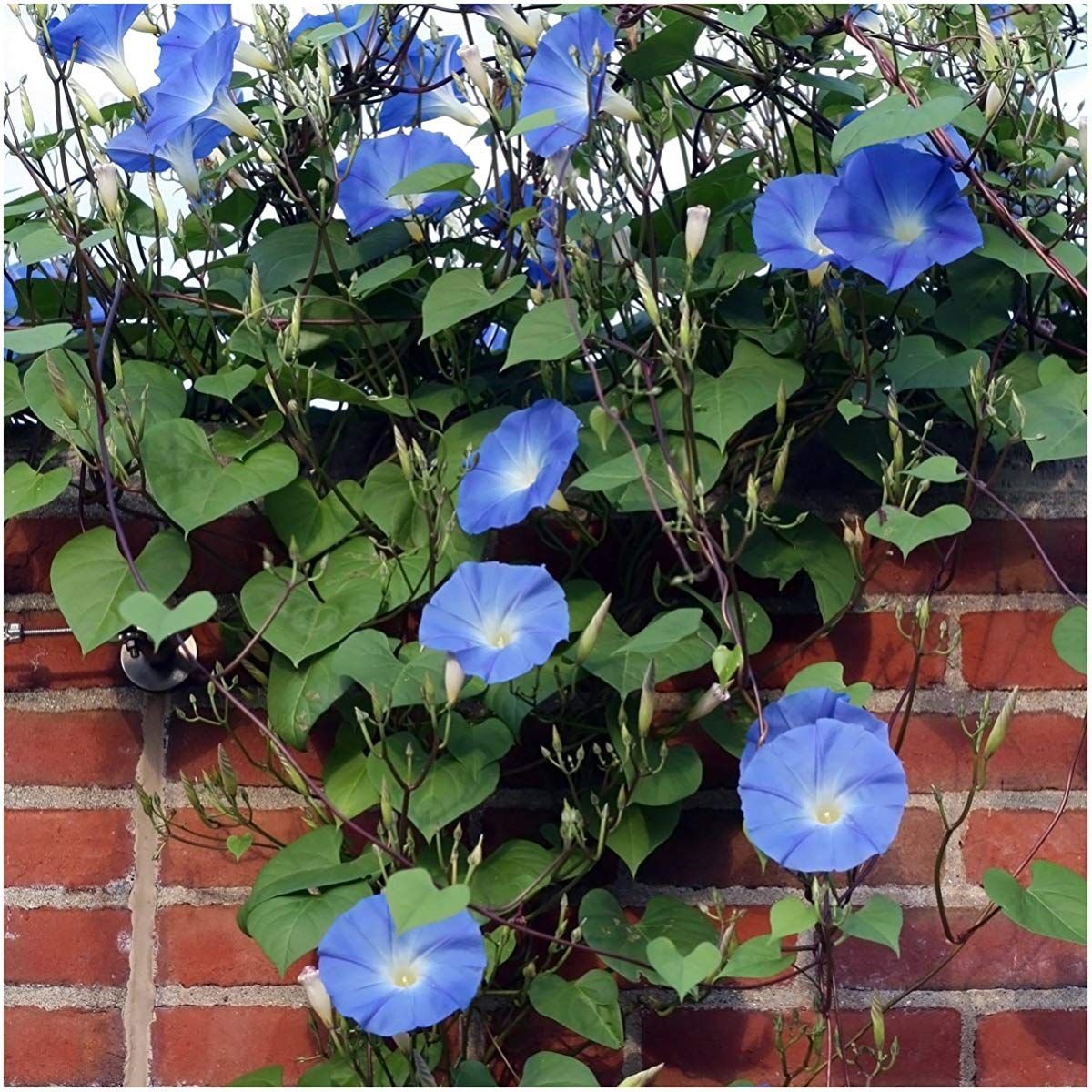 Ипомея трехцветная Ipomoea Tricolor