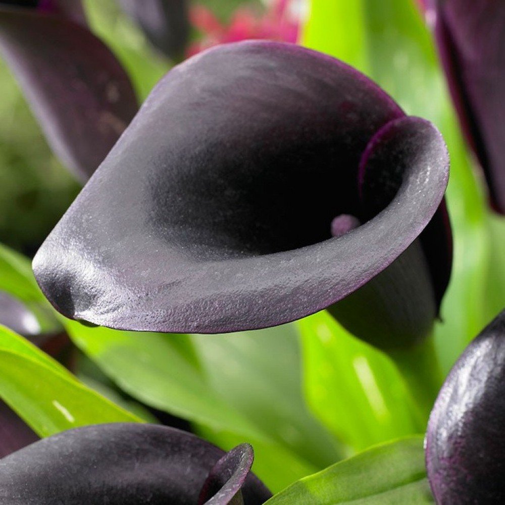 Zantedeschia Odessa Калла