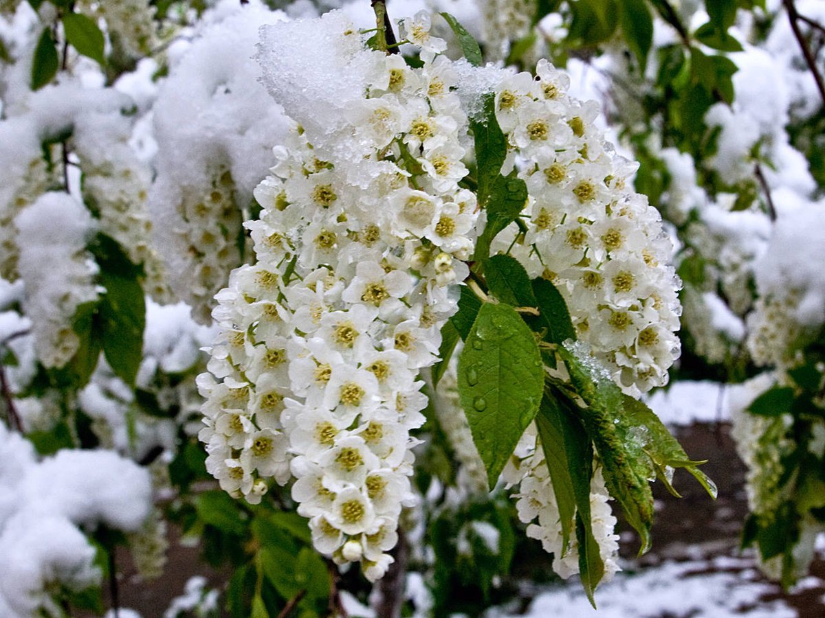 Черемуха кустарник