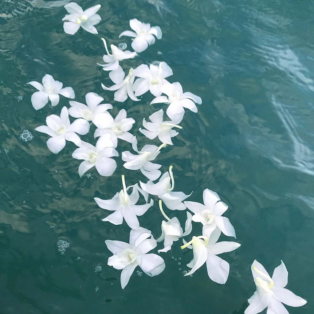 Белые цветы на реке
