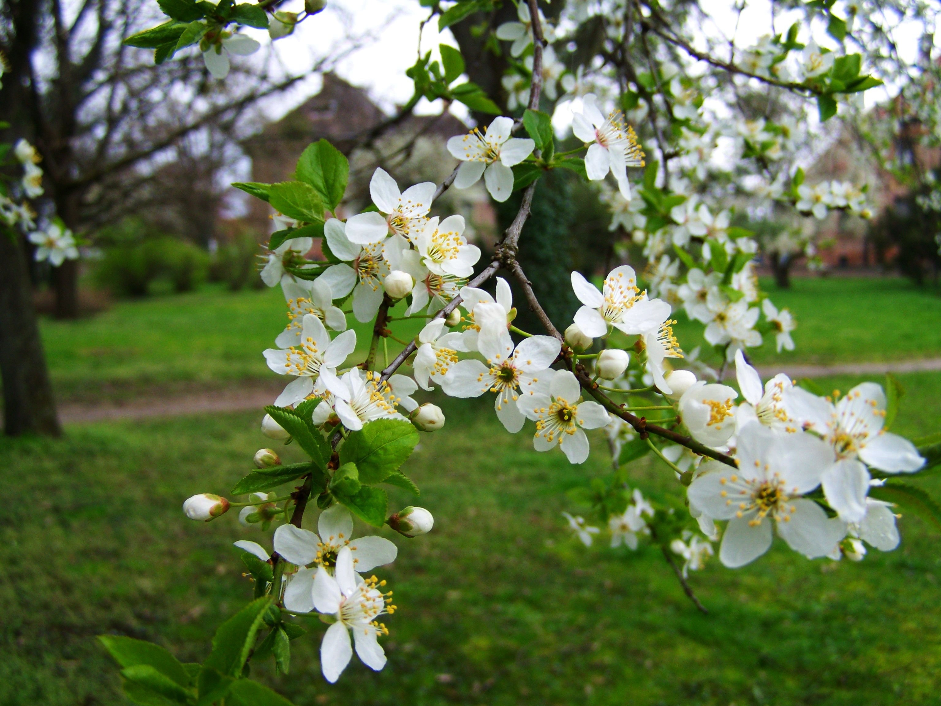 Яблони цветут весной