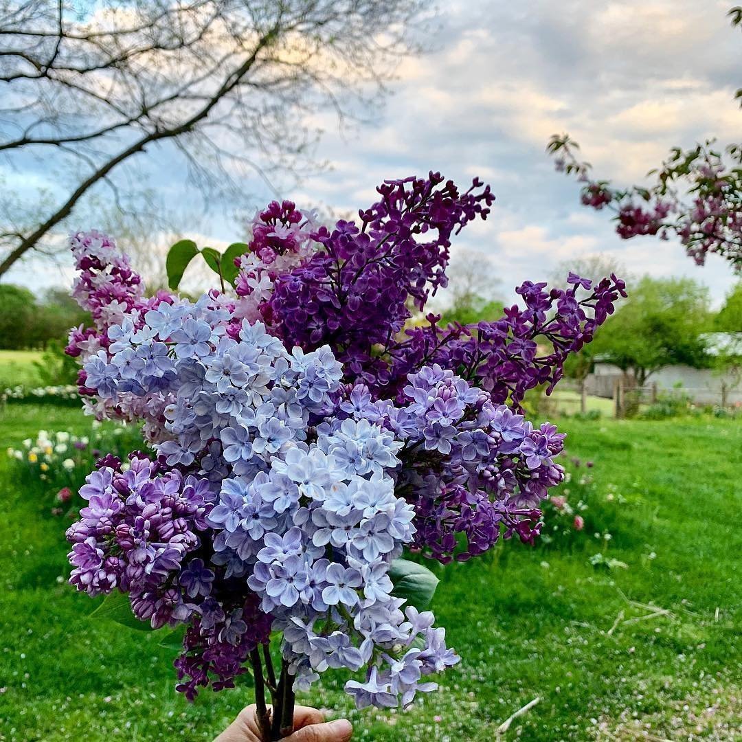 Сирень кустовая
