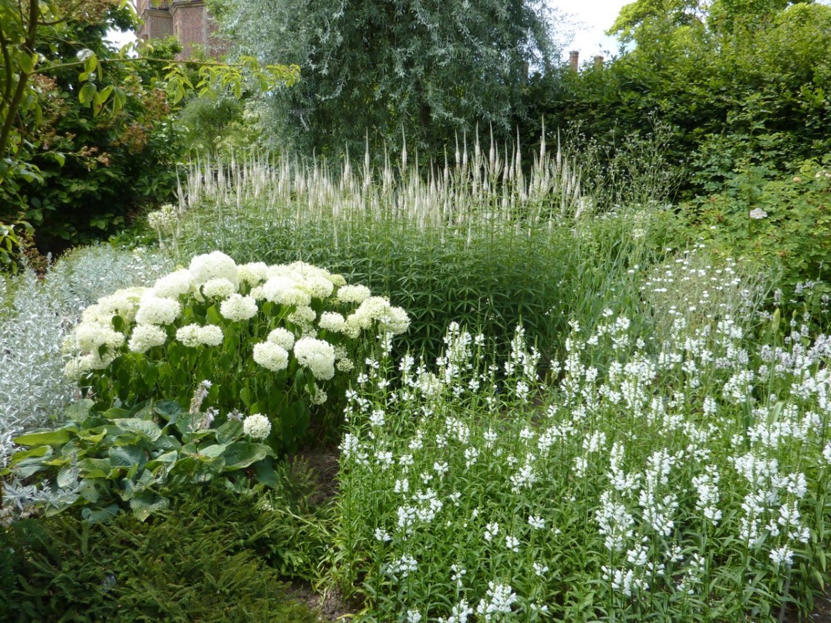 Белые цветы в саду многолетники