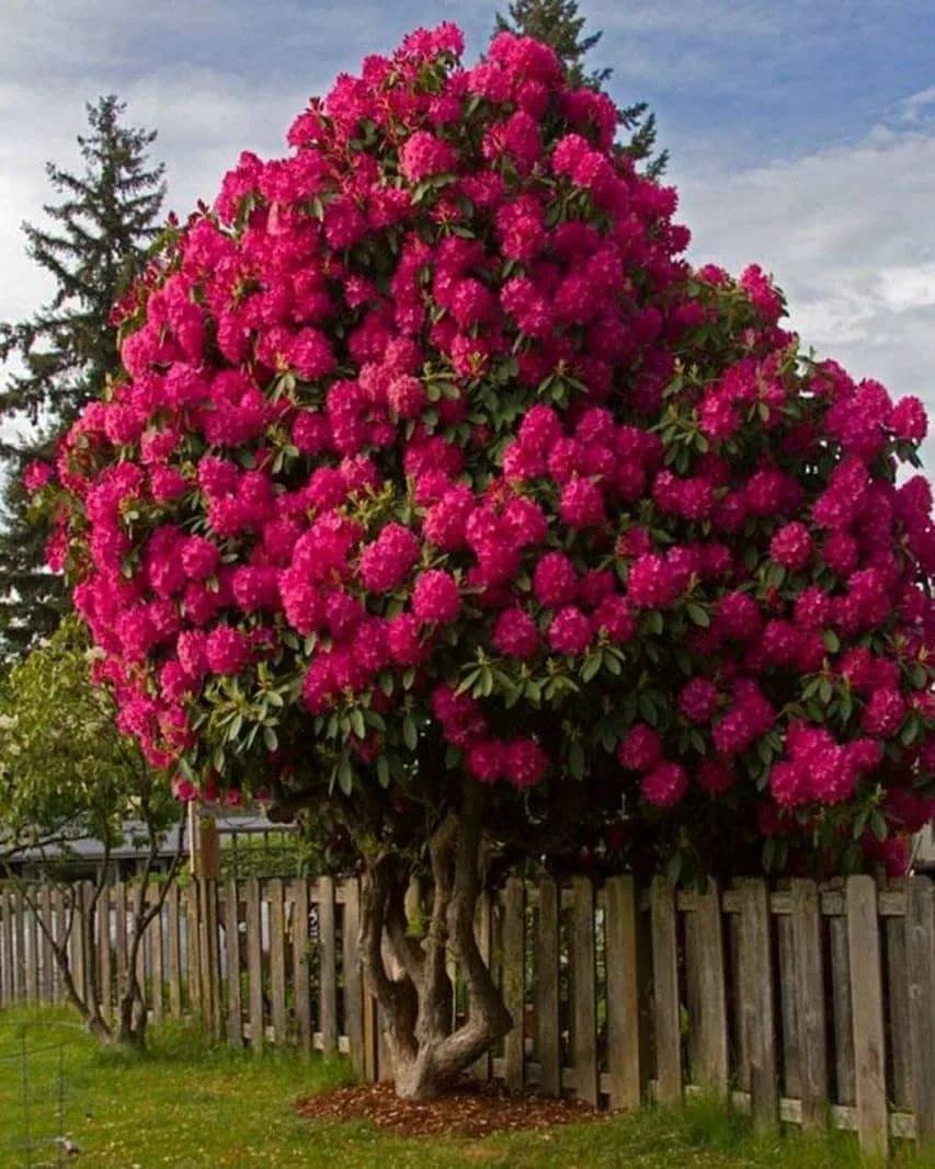 Дерево с огромными цветами