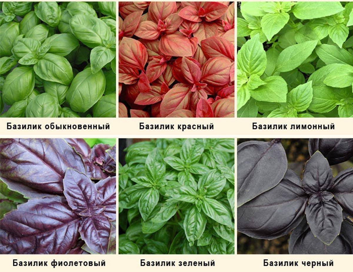 Базилик Реган орегано