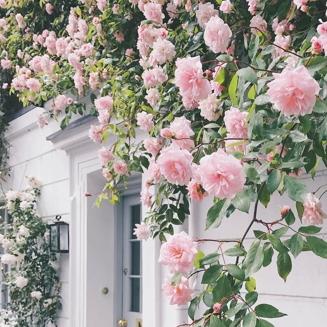 Розовые вьющиеся цветы