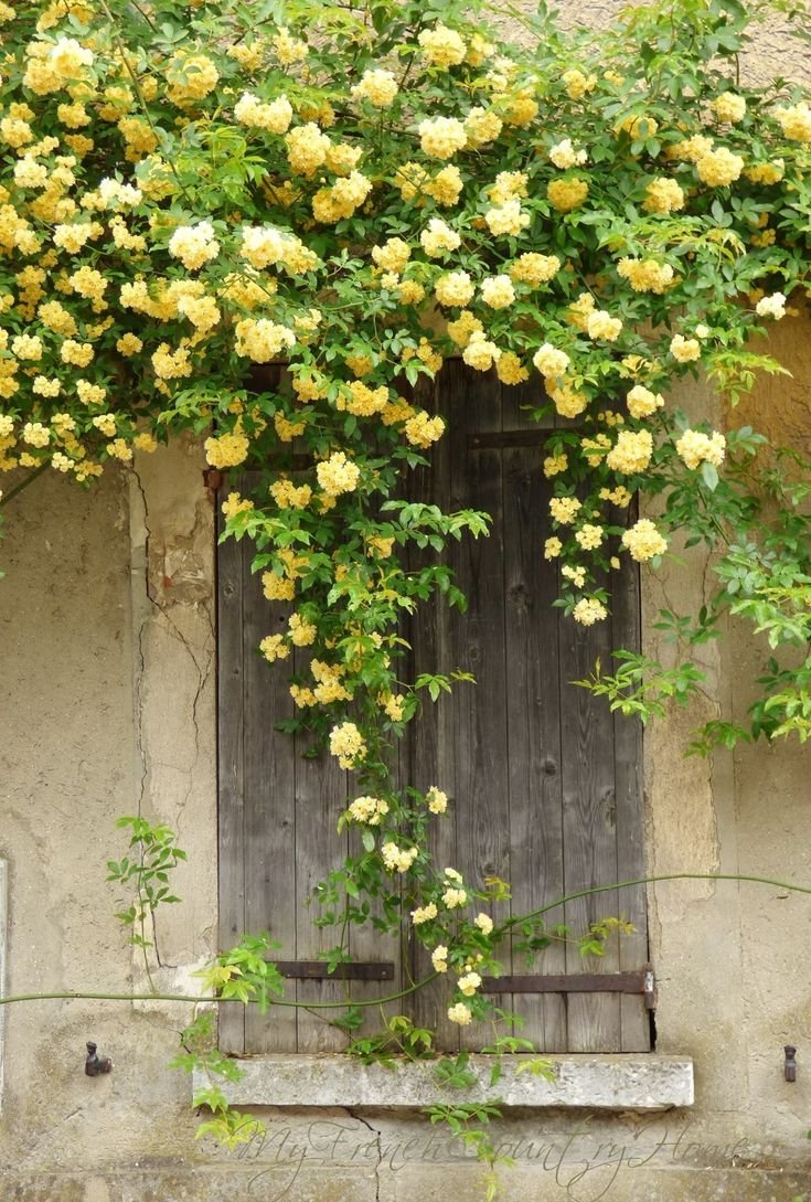 Роза плетистая Climbing Yellow