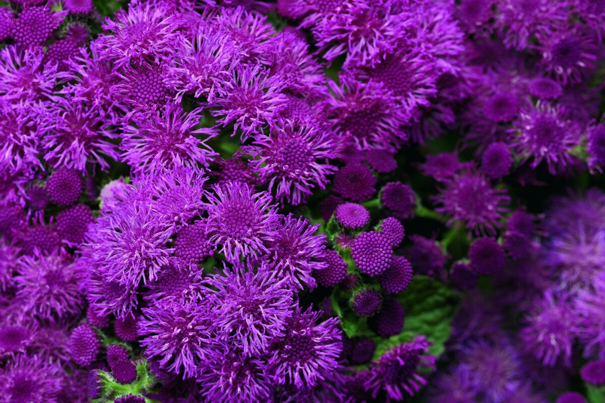 Агератум Хоустона (Ageratum houstonianum)