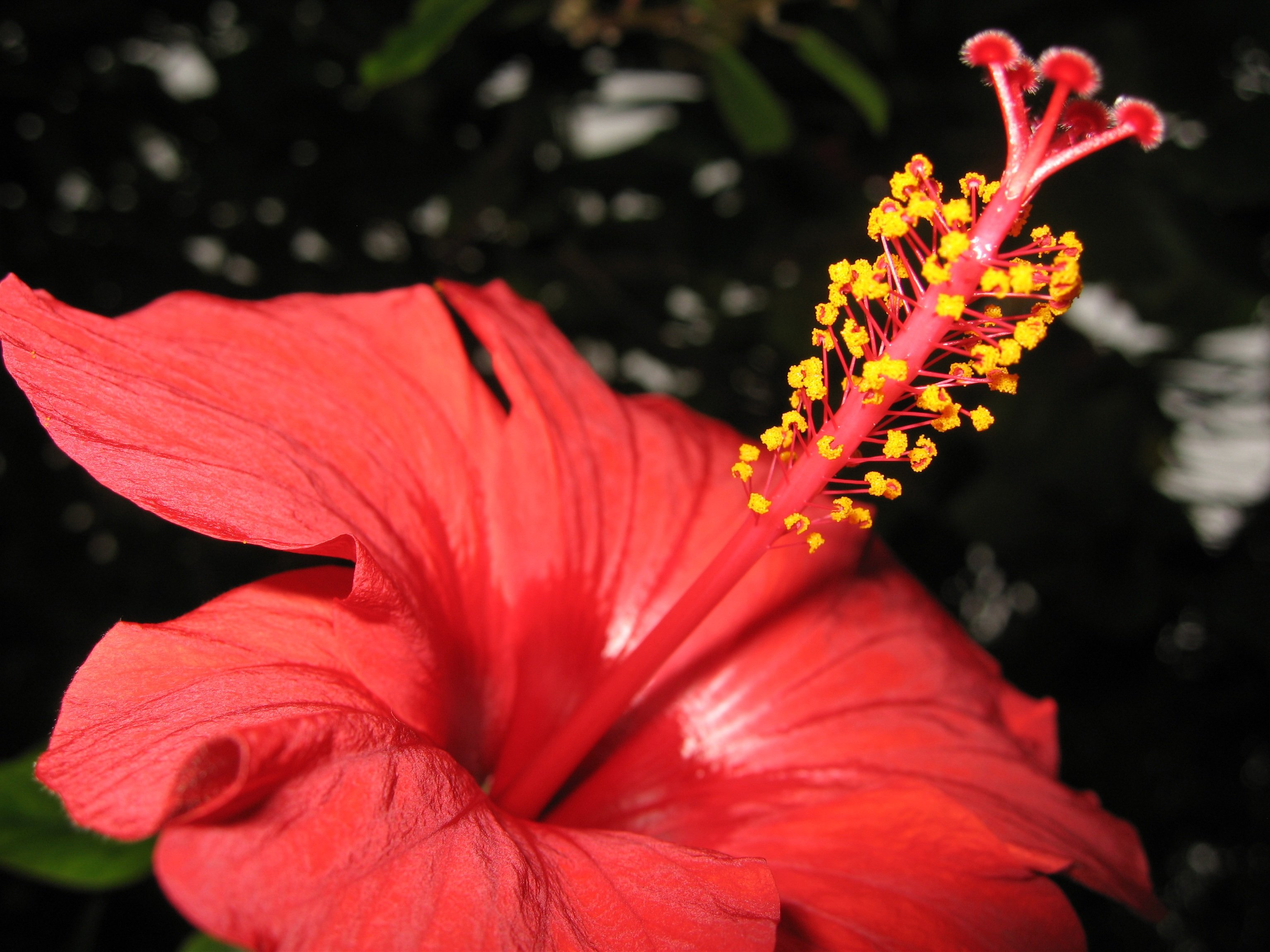 Крупный яркий цветок 4. Гибискус ярко-красный. Большой красный цветок. Растения с красным лепестком. Красный цветок с тычинкой.