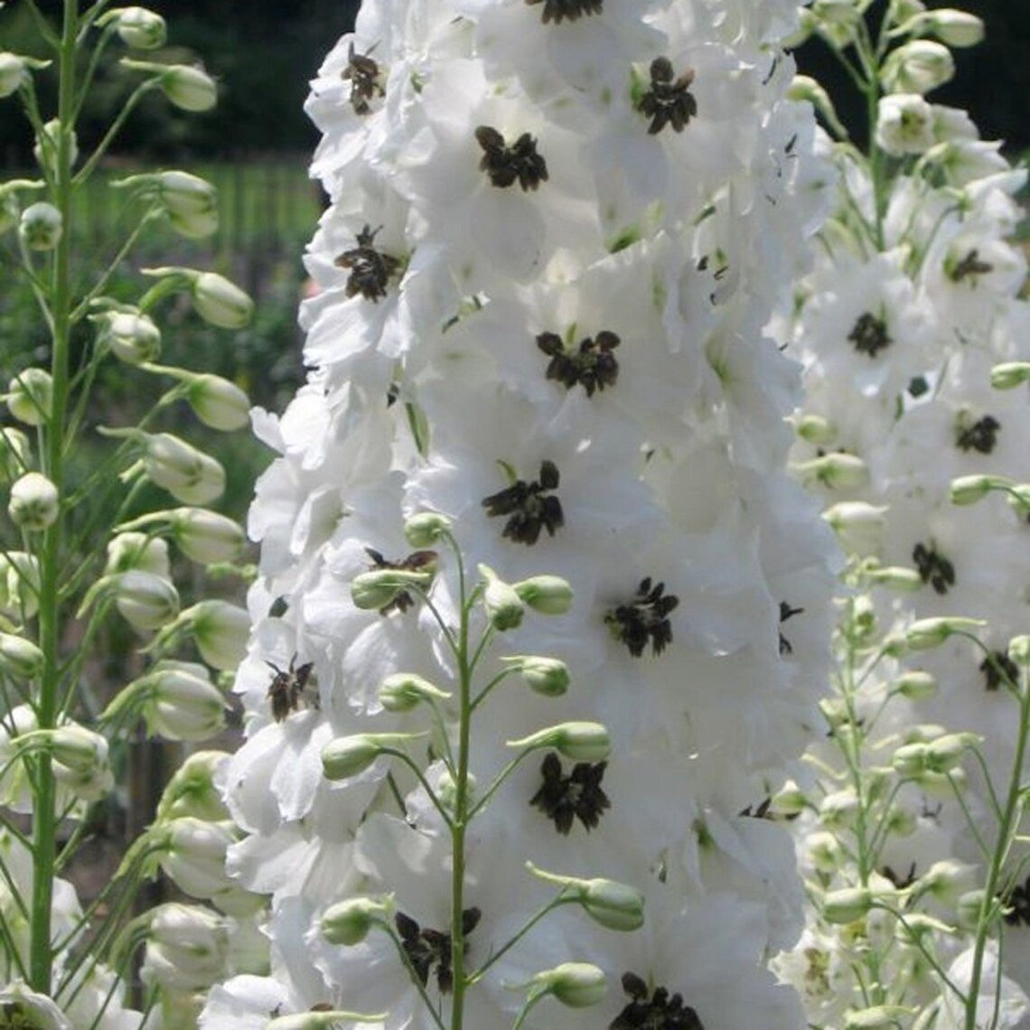 Высокий цветок с белыми цветами